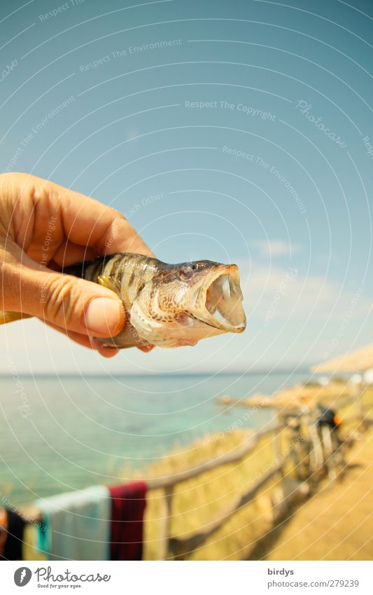 Fangfrisch Angeln Sommerurlaub Hand Himmel Küste Meer Adria Fisch 1 Tier festhalten authentisch bedrohlich schön wild Begeisterung Freizeit & Hobby Natur