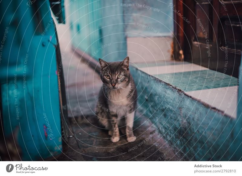 Katze, die auf die Kamera auf der Straße schaut. Tier Irrläufer Haustier Pelzmantel Katzenbaby Jugendliche niedlich Säugetier schön Stadt Chechaouen Marokko