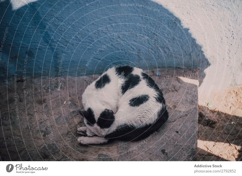 Verlassene schmutzige Katze auf der Straße obdachlos Tier Irrläufer Haustier Pelzmantel Katzenbaby Jugendliche niedlich Säugetier schön Stadt Chechaouen Marokko