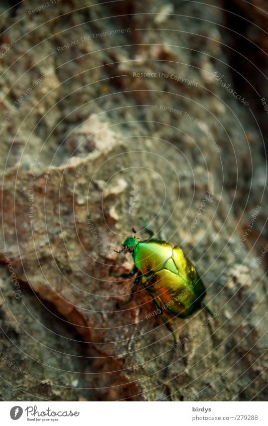 frisch aufpoliert Natur Felsen Käfer Rosenkäfer 1 Tier glänzend leuchten ästhetisch exotisch niedlich grau grün Farbe schillernd Stein Insekt