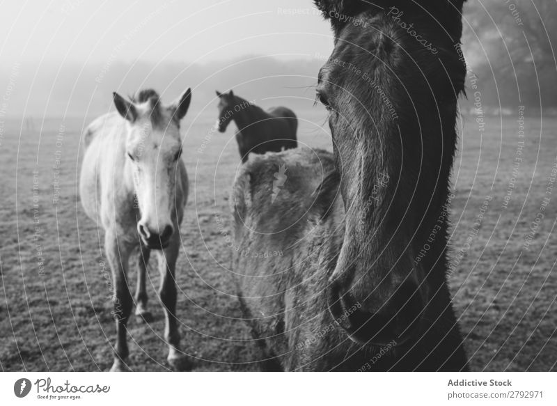 Pferde auf der Wiese im Nebel Tier Feld pferdeähnlich Licht dunkel schön Säugetier Mähne Stute züchten Ponys heimisch Gras Kopf Pferdestall Bauernhof wunderbar