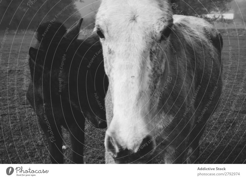 Pferde auf der Wiese im Nebel Tier Feld pferdeähnlich Licht dunkel schön Säugetier Mähne Stute züchten Ponys heimisch Gras Kopf Pferdestall Bauernhof wunderbar
