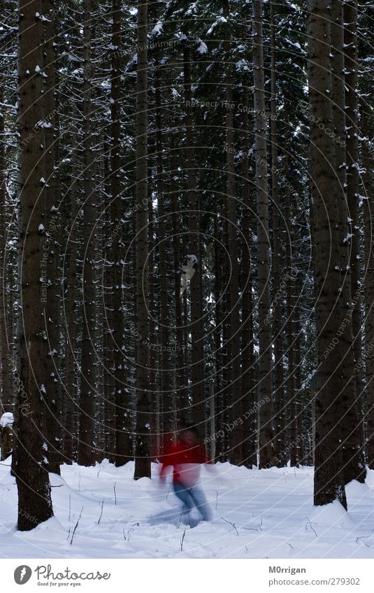 Im Wald Ausflug Abenteuer Expedition wandern Mensch 1 Natur Winter Eis Frost Schnee Baum Jacke Hut Fußspur Bewegung entdecken frieren laufen Coolness kalt braun