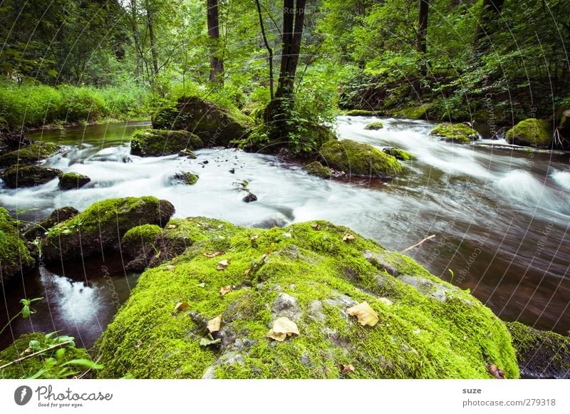 Stonewash Umwelt Natur Landschaft Pflanze Urelemente Wasser Moos Felsen Flussufer Oase Stein Wachstum frisch nachhaltig nass natürlich grün Idylle bewachsen