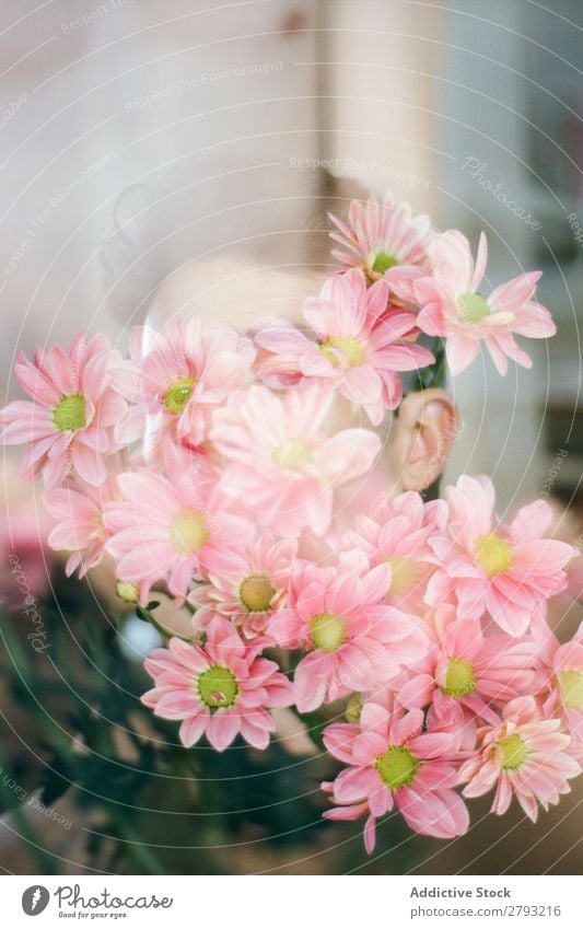Gesicht des jungen Mannes mit rosa Blüten Blume Blumenstrauß Typ frisch Jugendliche brünett Rose Überraschung Chrysantheme durch das Fenster Haufen Geschenk