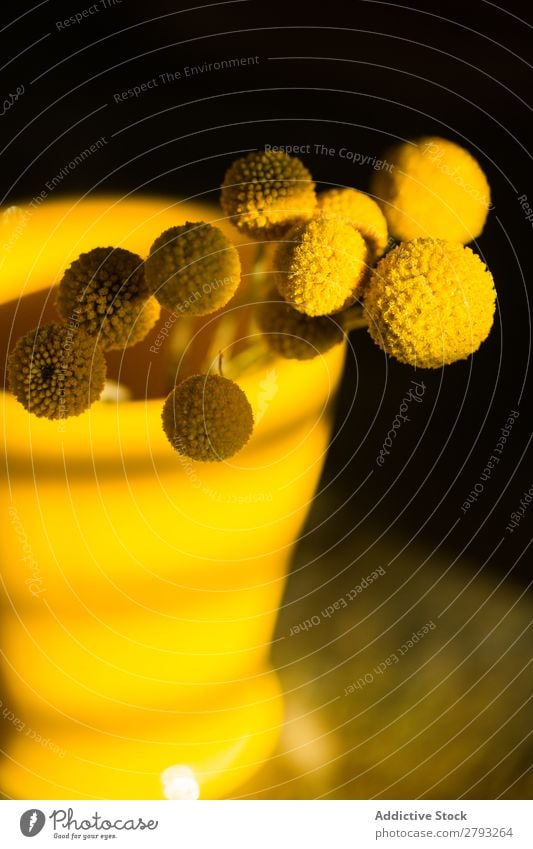 Craspedia Blume in Vase Haufen gelb Billy-Knöpfe Wollköpfe Blumenstrauß Natur schön geblümt Blüte Pflanze Blütenblatt Dekoration & Verzierung frisch Sommer