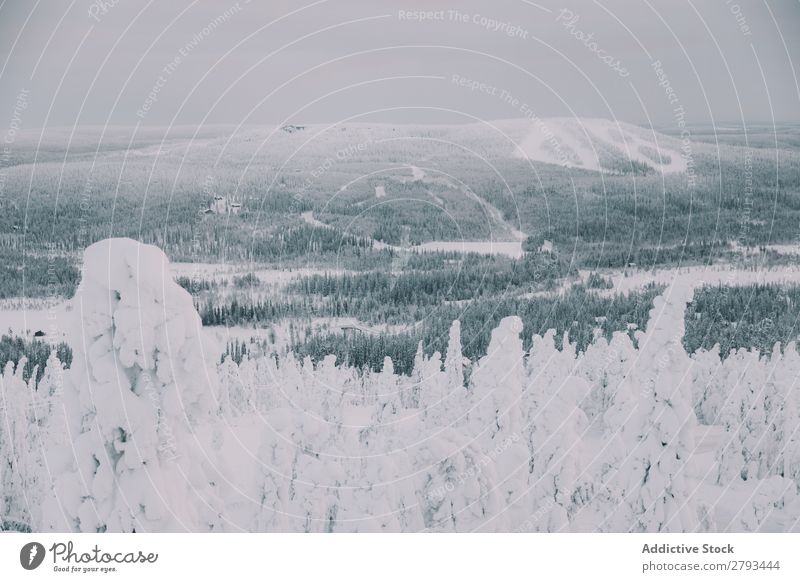 Verschneite Bäume im herrlichen arktischen Wald Winter Landschaft Arktis Schnee Himmel Wetter Menschenleer Baum Konifere Frost kalt Coolness Scheinwerfer glühen