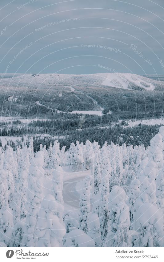 Verschneite Bäume im herrlichen arktischen Wald Winter Landschaft Arktis Schnee Himmel Wetter Menschenleer Baum Konifere Frost kalt Coolness Scheinwerfer glühen