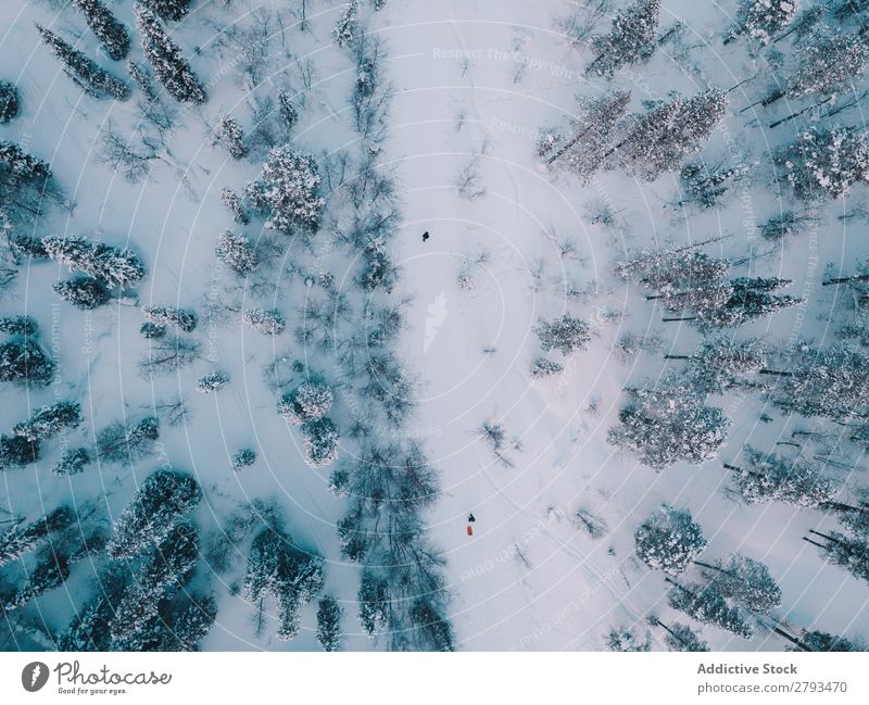 Anonyme Menschen im arktischen Wald Arktis Schnee Baum laufen Natur Winter Ferien & Urlaub & Reisen Landschaft kalt Ausflug gefroren Aktion Norden polar