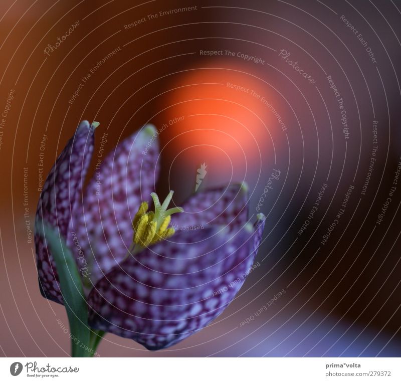 Magie des roten Lichtes Natur Pflanze Blume Blühend Duft leuchten Wachstum ästhetisch braun mehrfarbig gelb grün violett schwarz weiß Schachbrettblume Stempel