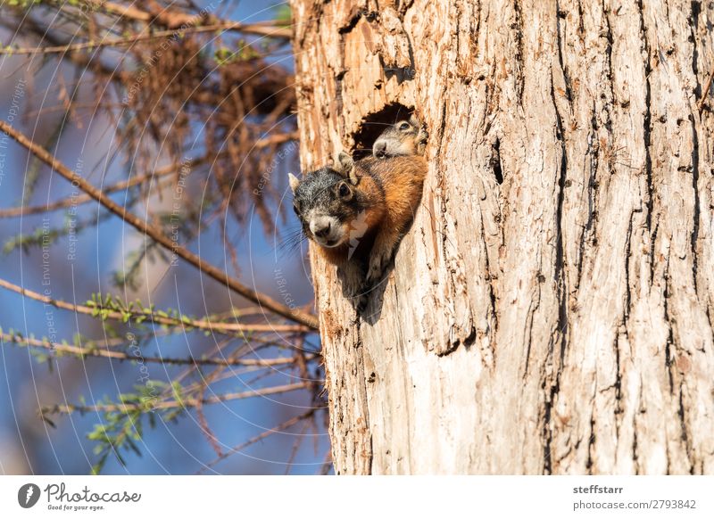 Baby Fuchs Eichhörnchen Set Sciurus niger Mutter Erwachsene Kindheit Jugendliche Natur Tier Baum Wildtier 2 Tierjunges Holz Zusammensein niedlich braun