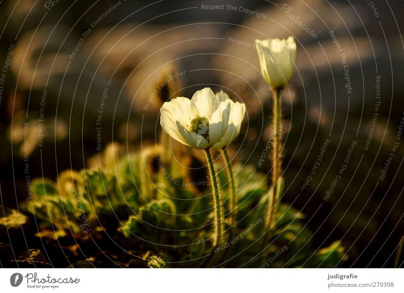 Island Umwelt Natur Pflanze Blume Blüte Wachstum klein natürlich schön wild Silberwurz Farbfoto Gedeckte Farben Außenaufnahme Menschenleer