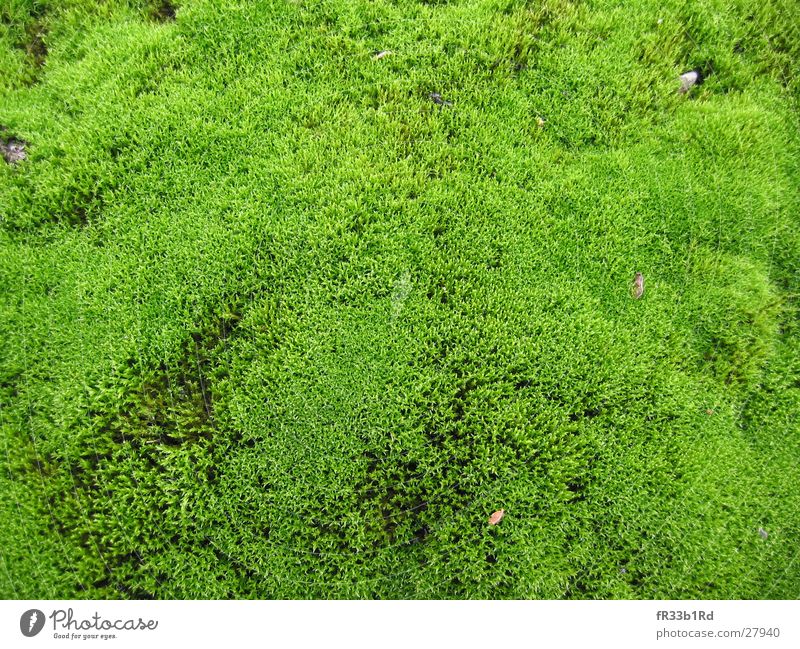 MicroForrest grün Wald Pflanze weich Detailaufnahme Strukturen & Formen Moos