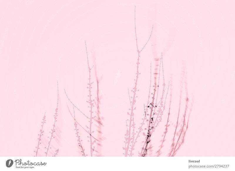 konzeptueller Baum in rosa Winter Garten Natur Pflanze Park Hügel Stadt Straße Coolness schön niedlich Gefühle Gelassenheit ruhig Einsamkeit Farbe Ast