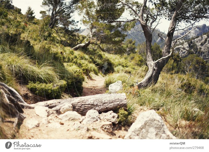 somewhere magic. Umwelt Natur Landschaft Pflanze Erde ästhetisch Baum Wege & Pfade Fußweg wandern Wald Hochebene steinig Freiheit Außenaufnahme Mallorca Spanien
