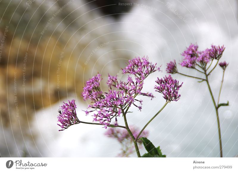 Wohnen am Wasserfall Natur Pflanze Blume Wildpflanze Alpendost Alpenblume Dost Bach Felsenschlucht Schlucht Blühend Wachstum Freundlichkeit schön violett weiß