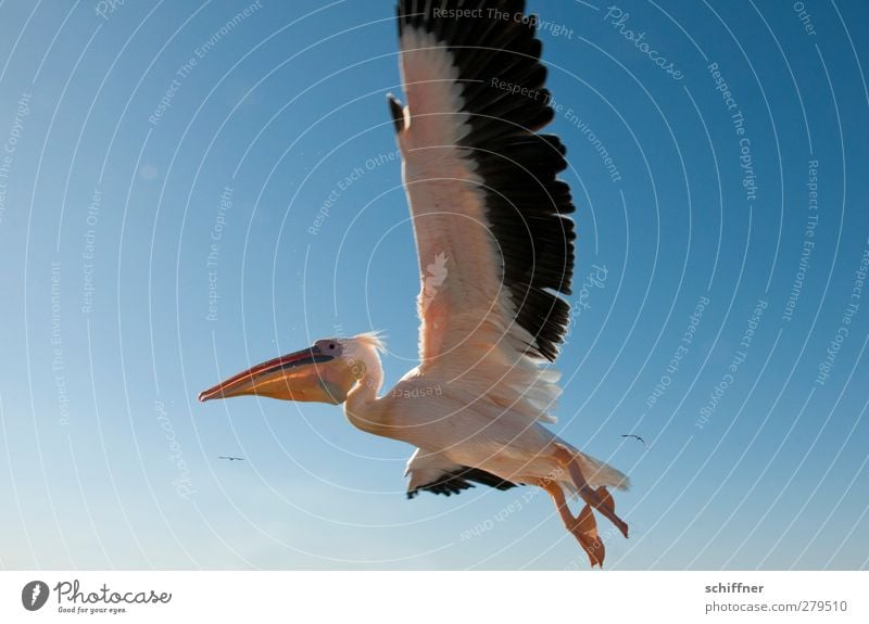 Tiefflieger Natur Himmel nur Himmel Wolkenloser Himmel Tier Wildtier Vogel 1 fliegen Pelikan Flügel Spannweite Schnabel Walvisbay Namibia Farbfoto Außenaufnahme