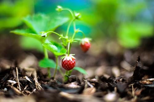 Erdbeeren Lebensmittel Frucht Ernährung Gartenarbeit Landwirtschaft Forstwirtschaft Sommer Nutzpflanze Wachstum frisch Gesundheit lecker nachhaltig rund saftig