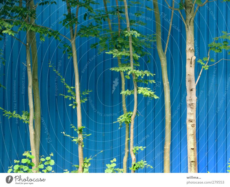 Hohe Bäume mit üpppigem Grün vor einer blauen Fassade aus Blech Umwelt Pflanze Baum Erlen grün Streifen Baumstamm dünn Wäldchen Wand Wandverkleidung Farbfoto