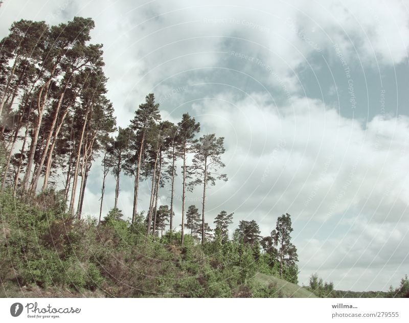anne Küste ... Kiefern Bäume Büsche Sträucher Landschaft Himmel Wolken Baum Wäldchen Wald frei Brandenburg Berghang Natur