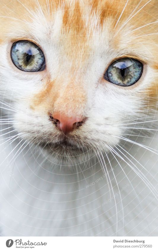 Sternzeichen "Löwe" Tier Haustier Katze Tiergesicht Fell 1 blau gelb grau grün weiß Zufriedenheit Katzenauge glänzend Schnurrhaar Nase Momentaufnahme verträumt