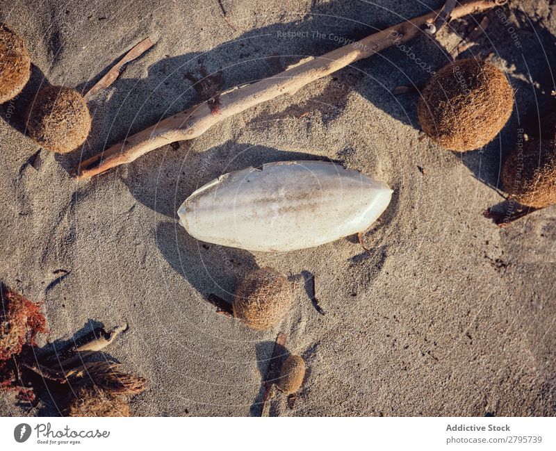 Zweig in der Nähe der Muschel und Pflanzenbeeren auf Sand Beeren Küste Ast groß weiß regenarm Landschaft natürlich Strand Sonne Wetter Baum Holz Panzer