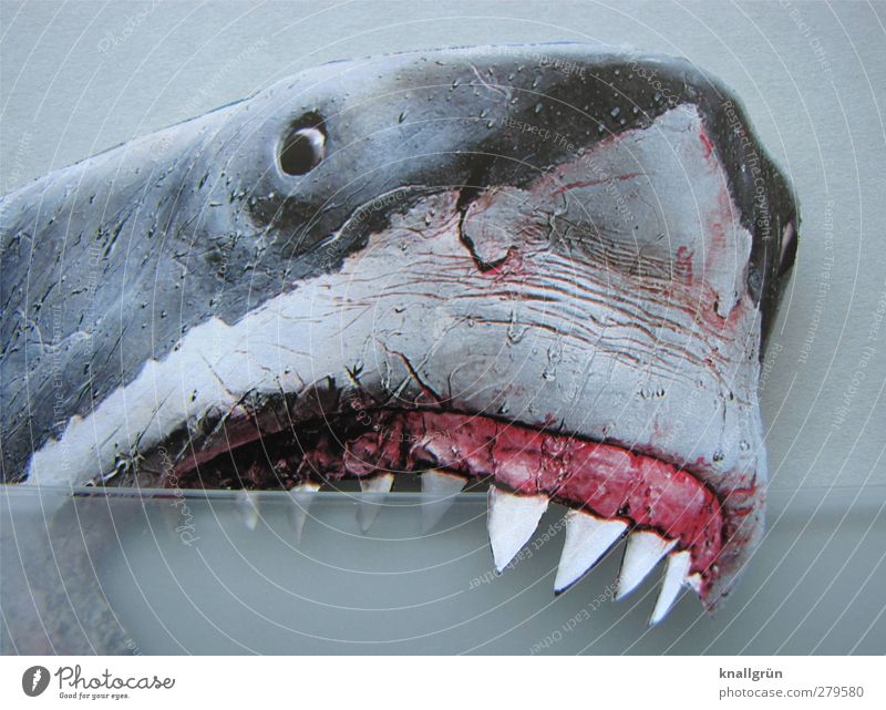 Parodontose Tier Wildtier Haifisch Weisser Hai 1 Aggression bedrohlich grau rosa weiß Gefühle Kraft Angst Todesangst gefährlich Gebiss beißen Farbfoto