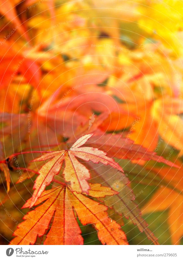 Spitzahorn im Herbstrausch Herbstfärbung Natur Pflanze Schönes Wetter Blatt gelb orange rot Farbrausch Blätterdach leuchtende Farben