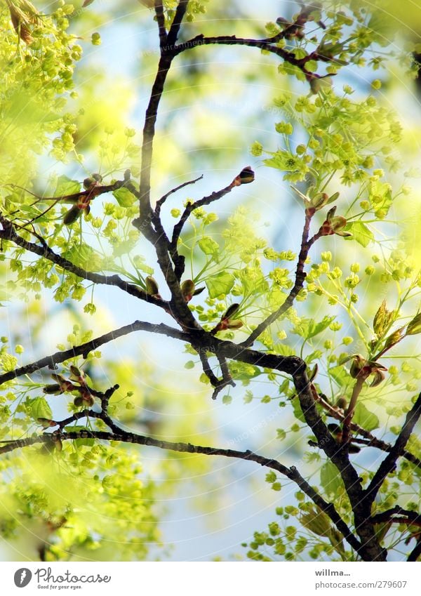 lindgrüne Linde im Frühling Frühlingsfarbe Natur Lindenblüte Pflanze Schönes Wetter Baum Blühend Ast hellgrün