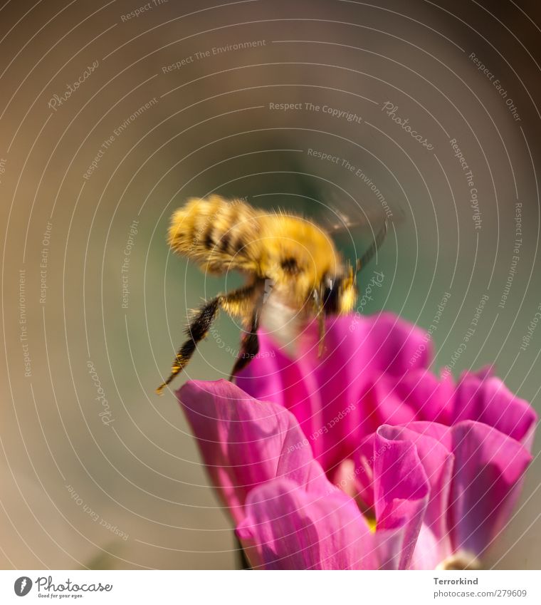 terrorkind.macht.immer.nur.so.dunkle.grau.scheisse. Blume Blüte magenta rosa Biene bestäuben ansammeln Honig Bewegung Unschärfe Bewegungsunschärfe fliegen