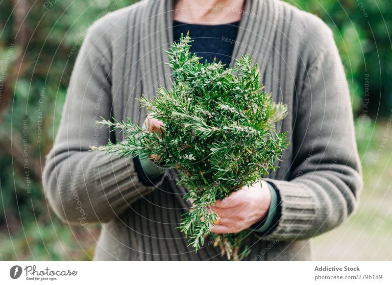 Kultivierungsfrau mit Rosmarinstrauß Frau Garten Haufen grün Natur Pflanze Kräuter & Gewürze Ernte frisch Erwachsene Jahreszeiten Landwirtschaft Botanik