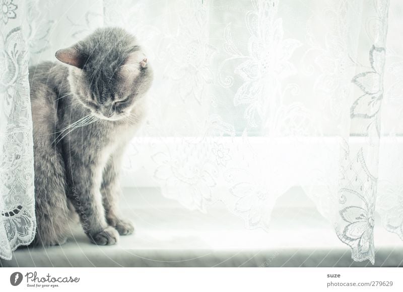 Mojo widerwillens Tier Fenster Fell Haustier Katze 1 sitzen authentisch hell kuschlig Neugier niedlich weich grau Wachsamkeit Hauskatze sanft Gardine