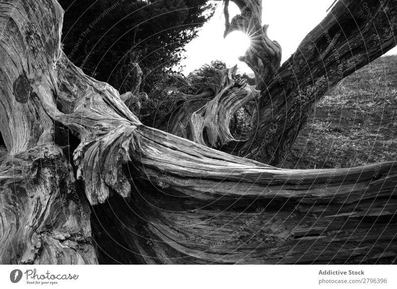 Erstaunlich trockener Baumstamm im Sonnenlicht Rüssel erstaunlich hierro island Kanaren Spanien regenarm wunderbar Pflanze Holz Barke geheimnisvoll Landschaft