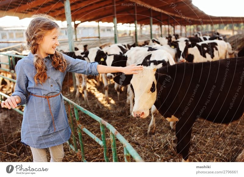 Kind Mädchen füttert Kalb auf der Kuhfarm. Lifestyle Ferien & Urlaub & Reisen Sommer Kindheit Umwelt Natur Landschaft Dorf Herde füttern authentisch