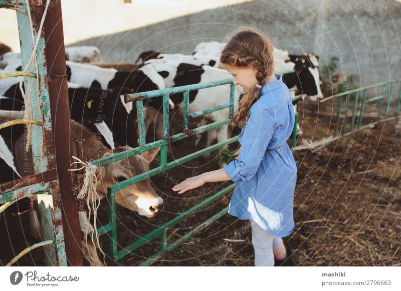 Kind Mädchen füttert Kalb auf der Kuhfarm. Lifestyle Glück Ferien & Urlaub & Reisen Sommer Baby Kindheit Umwelt Natur Landschaft Dorf Herde füttern authentisch