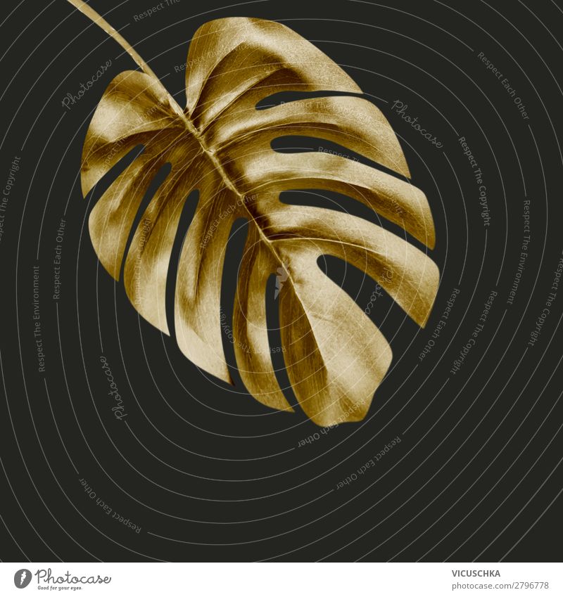 Goldene Monstera Blatt auf schwarz Reichtum elegant Design Dekoration & Verzierung Natur Pflanze trendy Hintergrundbild Glamour tropisch gold Fensterblätter
