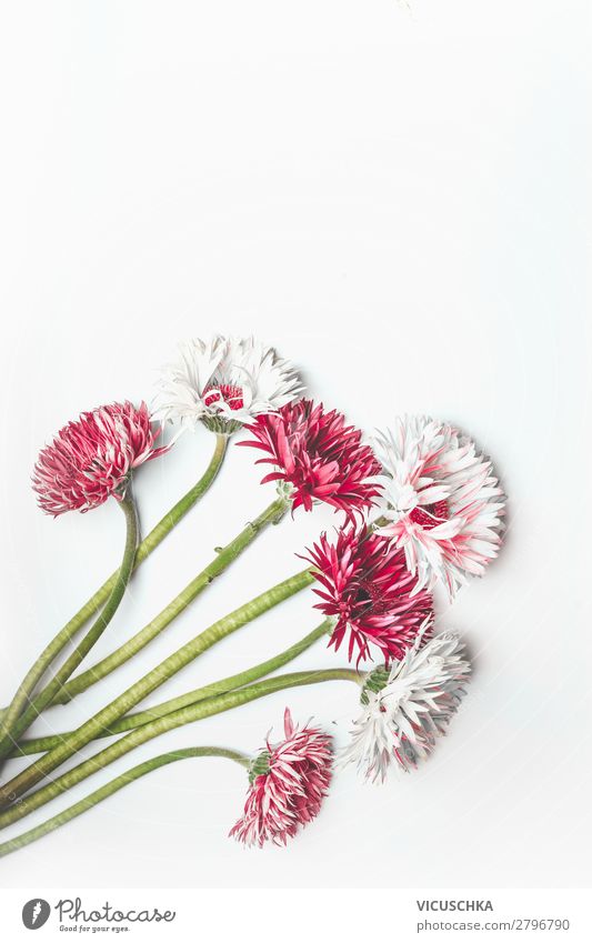 Roter und weißer Gerbera Bündel auf Weiß Stil Design Feste & Feiern Natur Pflanze Blume Blatt Blüte Dekoration & Verzierung Blumenstrauß rosa red white bunch