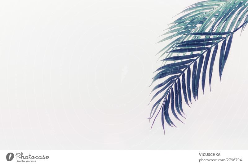 Hintergrund mit hängenden Palmblätter Design schön Ferien & Urlaub & Reisen Natur Pflanze Blatt grün Hintergrundbild hell tropisch Palmenwedel Farbfoto