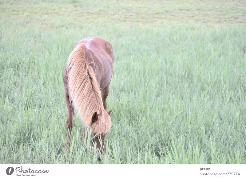 Island pony Umwelt Natur Tier Wiese Nutztier Pferd 1 braun grün Island Ponys Fressen Darß Farbfoto Außenaufnahme Menschenleer Textfreiraum rechts Tag