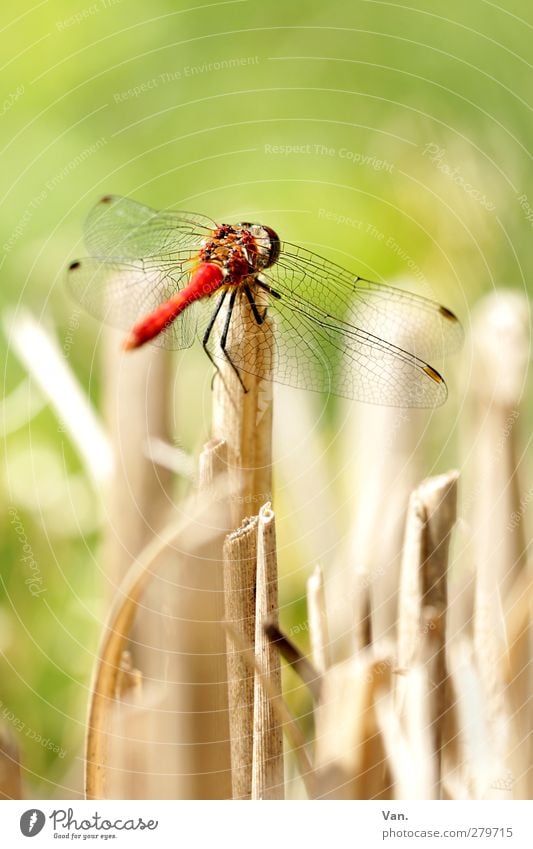 Auf die Plätze... Natur Tier Sommer Halm Garten Wildtier Flügel Insekt Libelle 1 frisch hell grün rot Farbfoto mehrfarbig Außenaufnahme Nahaufnahme Menschenleer