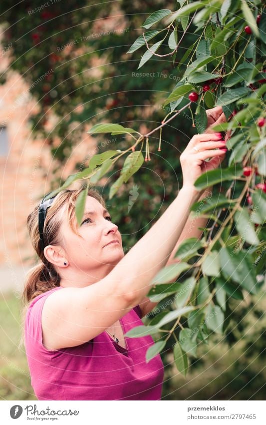 Frau beim Pflücken von Kirschbeeren vom Baum Frucht Sommer Garten Erwachsene Hand Natur Blatt authentisch frisch lecker grün rot Ackerbau Beeren Kirsche
