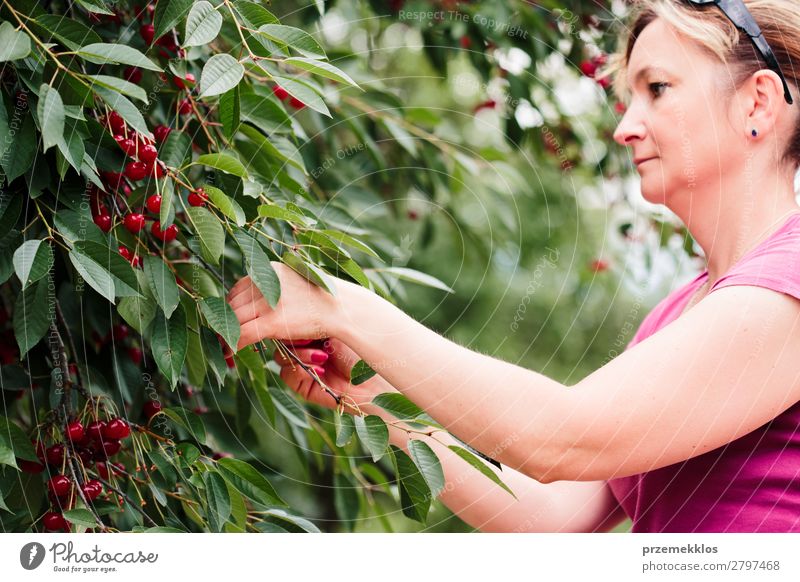 Frau beim Pflücken von Kirschbeeren vom Baum Frucht Sommer Garten Erwachsene Hand 1 Mensch 30-45 Jahre Natur Blatt authentisch frisch lecker grün rot Ackerbau