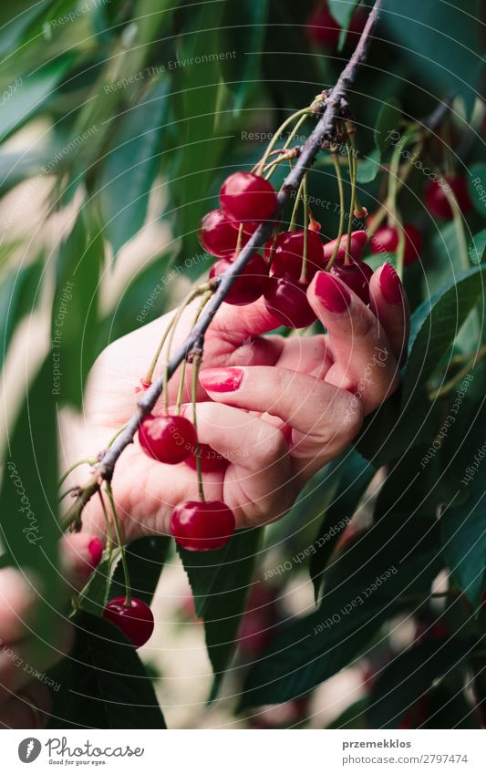 Frau beim Pflücken von Kirschbeeren vom Baum Frucht Sommer Garten Erwachsene Hand Natur Blatt authentisch frisch lecker grün rot Ackerbau Beeren Kirsche