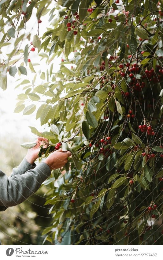 Junger Mann pflückt Kirschenbeeren vom Baum Frucht Sommer Garten Arbeit & Erwerbstätigkeit Erwachsene Hand Natur Blatt authentisch frisch lecker grün rot