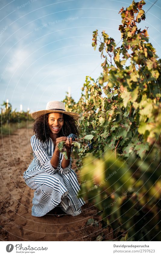 Junge schwarze Frau beim Essen einer Traube in einem Weinberg Weingut Weintrauben organisch Ernte Glück Lächeln Landwirtschaft vertikal grün Textfreiraum
