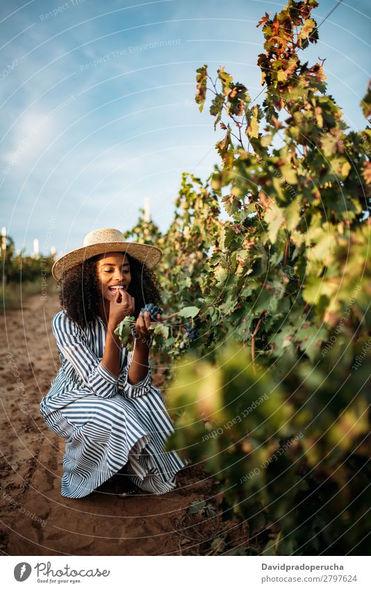 Junge schwarze Frau beim Essen einer Traube in einem Weinberg Weingut Weintrauben organisch Ernte Glück Lächeln Landwirtschaft vertikal grün Textfreiraum