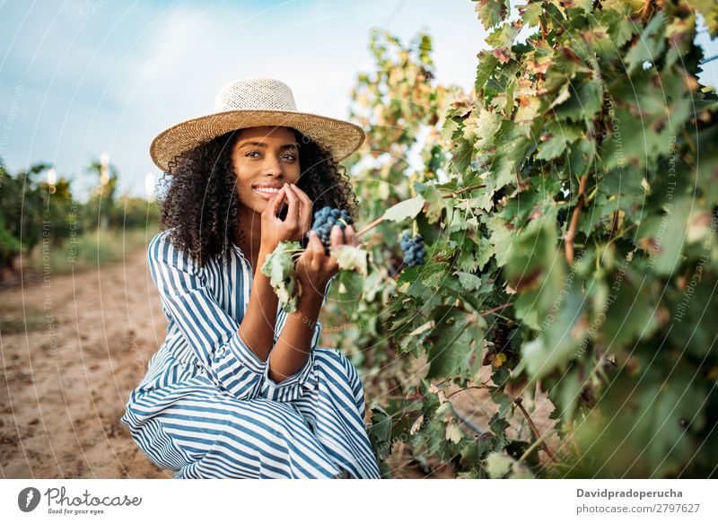 Junge schwarze Frau beim Essen einer Traube in einem Weinberg Weingut Weintrauben organisch Ernte Glück Landwirtschaft grün Lächeln ländlich Verkostung greifen