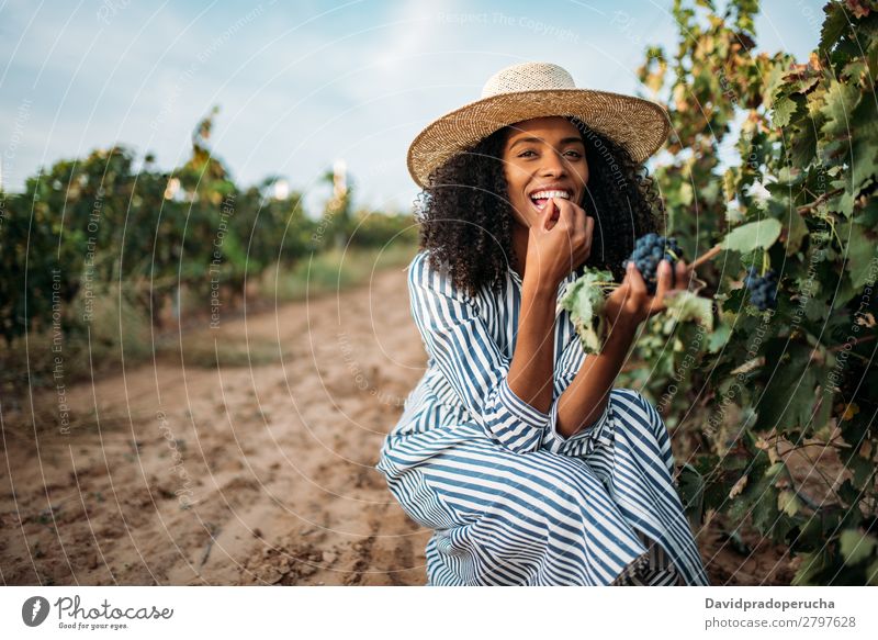 Junge schwarze Frau beim Essen einer Traube in einem Weinberg Weingut Weintrauben organisch Ernte Glück Landwirtschaft grün Lächeln ländlich Verkostung greifen