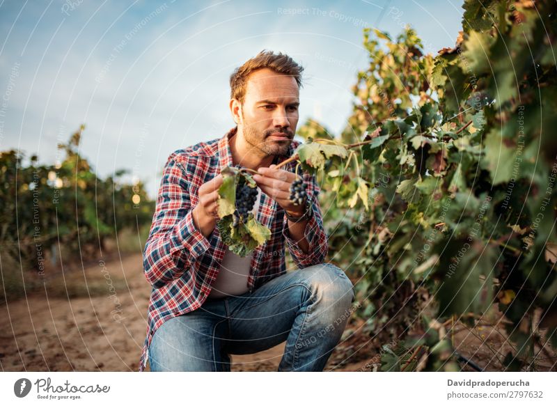Junger Mann beim Schnappen einer Traube in einem Weinberg Weingut Weintrauben organisch Haufen Anhäufung Ernte Landwirtschaft grün weiß ländlich Verkostung