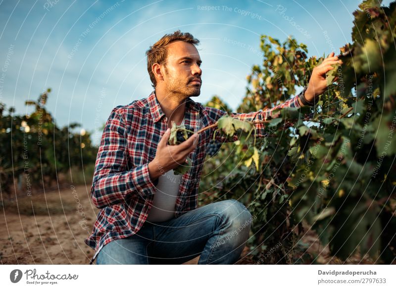 Mann im Weinberg Weingut Weintrauben organisch Haufen Anhäufung Ernte Ackerbau grün weiß ländlich Verkostung greifen Kaukasier Spanien Industrie Natur Herbst